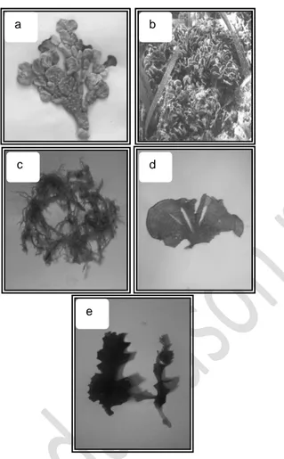 Gambar  4.  Jenis  Alga  Makro.  (a)  Halimeda  macroloba;  (b)  Halimeda  opuntia;  (c)  Hypnea  cervicornis;  (d)  Padina  australis;  (e)  Sargassum  sp 