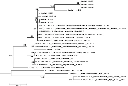 Gambar 3.  Pohon filogenetik berdasarkan sekuen gen 16S rRNA dari isolat- isolat bakteri endofit kulit batang tanaman cengkeh