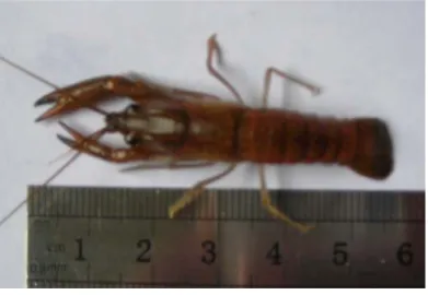 Gambar 1. Yuwana lobster air tawar red claw (Cherax quadricarinatus), (dokumentasi pribadi) Tabel 1