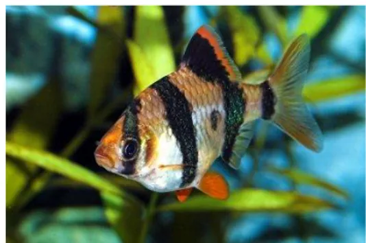 Gambar 1. Ikan Sumatra Puntius tetrazona 