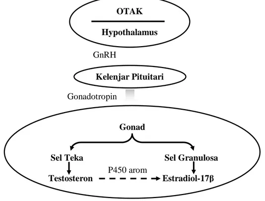 Gambar  2. Skema proses perkembangan oosit (Nagahama et al.,1995) 