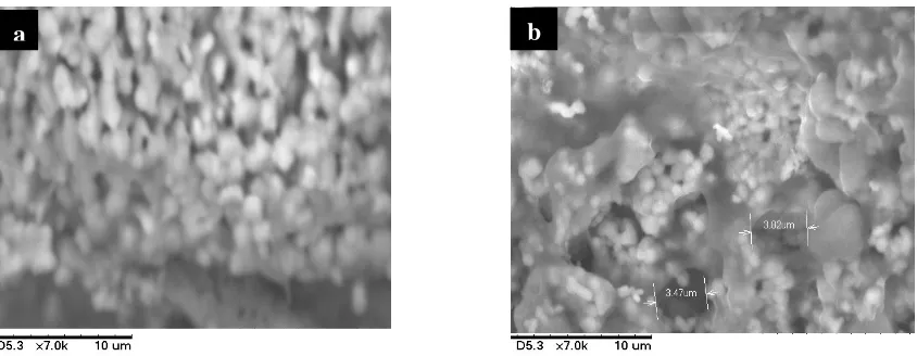 Figure 5. Mice tissue wound healing on day-7 (1) and day-14 (2) after implantation of the 