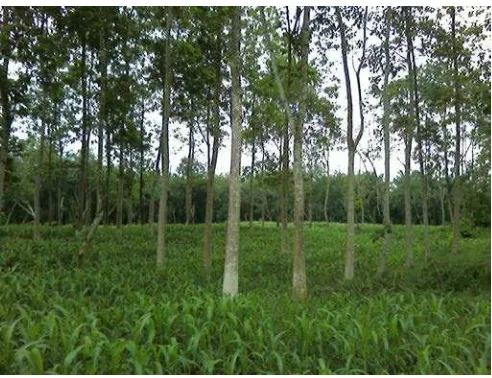Gambar 6. Sistem Agroforestri Kompleks 