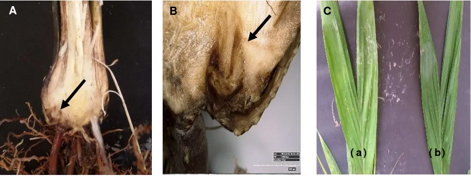 Figure 1. Signs and symptoms of BSR, caused by Ganoderma;  A, B. necrotic lesion on infected plant 