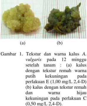 Tabel  2.  Tekstur  dan  warna  kalus  eksplan daun A.  vulgaris pada  medium  MS dengan pemberian 2,4-D pada 12 minggu setelah tanam
