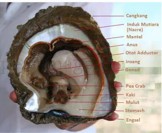 Gambar 3 Anatomi Kerang Mutiara (Pinctada Maxima) 