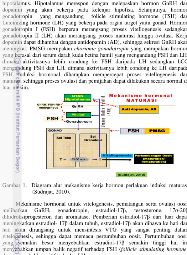 Gambar  1.    Diagram  alur  mekanisme  kerja  hormon  perlakuan  induksi  maturasi  (Sudrajat, 2010)