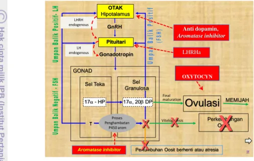 Gambar  2.  Diagram  alur  mekanisme  kerja  hormon  perlakuan  induksi  ovulasi  (Sudrajat 2010)