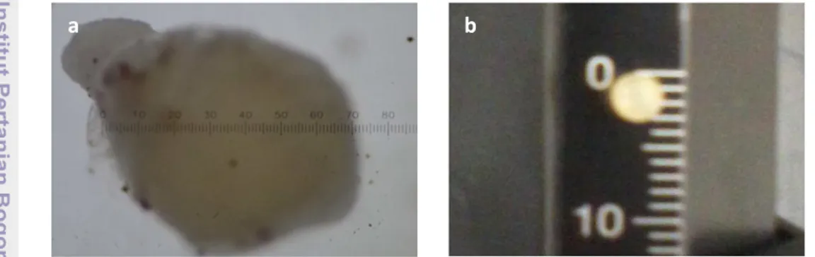 Gambar  6.  Diameter  telur  ikan  Torsoro  a.)  Sebelum  penyuntikan  oodev; 
