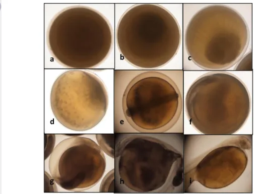 Gambar 13. Embriogenesis ikan Torsoro; a).1sel;  b).2sel; c).Morula; d).Blastula;  