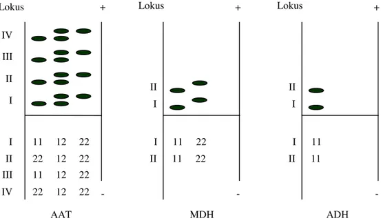 Gambar 2. Zimogram isozim AAT, MDH dan ADH pada R. mucronata Lamk. beserta nomor alelnya