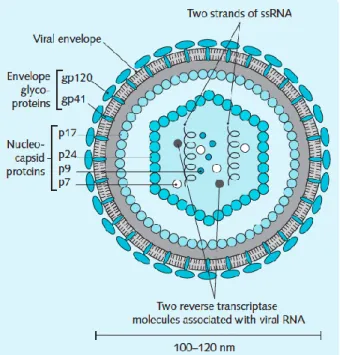 Gambar 2.1 Struktur HIV-1 (Gargani, 2012) 