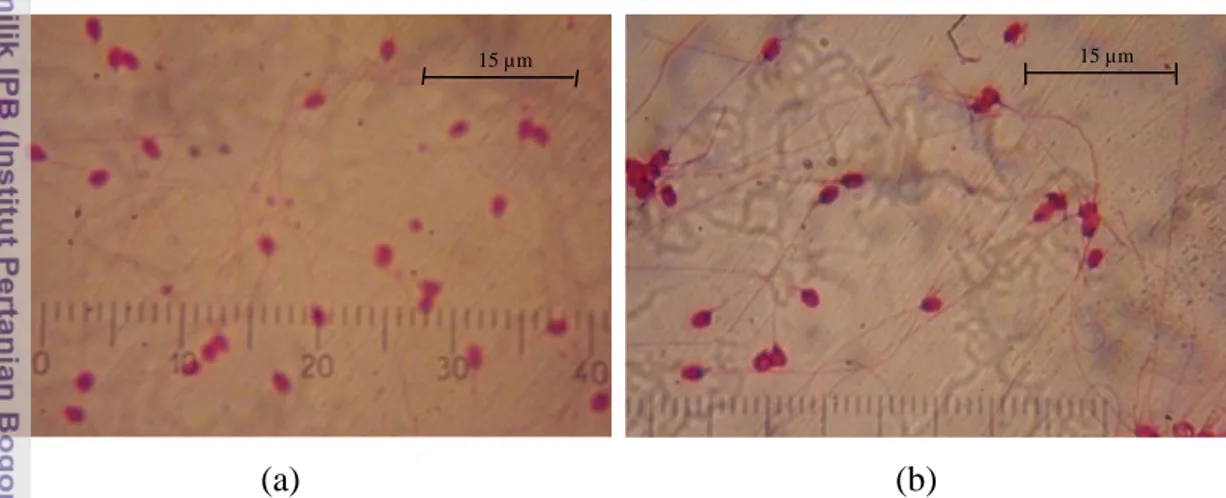 Gambar 8. Morfologi spermatozoa ikan lele sangkuriang di daerah Cianjur (a) dan                              Rancabungur (b) 