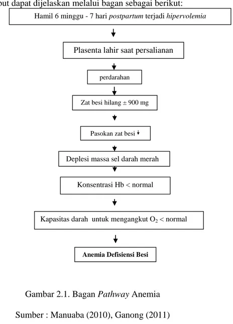 Gambar 2.1. Bagan Pathway Anemia  Sumber : Manuaba (2010), Ganong (2011)  f.  Diagnosis 