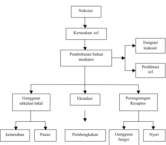 Gambar 1. Patogenesis dan gejala suatu peradangan (Mutschler, 1986)