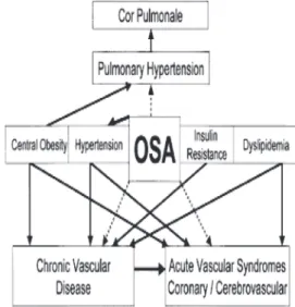 Gambar 3. Ilustrasi skema hubungan OSA dengan  penyakit kardiovaskuler 21