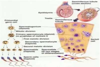 Gambar 2.2 Spermatogenesis Pada Manusia (Sumber: Eroschenco, 2003)