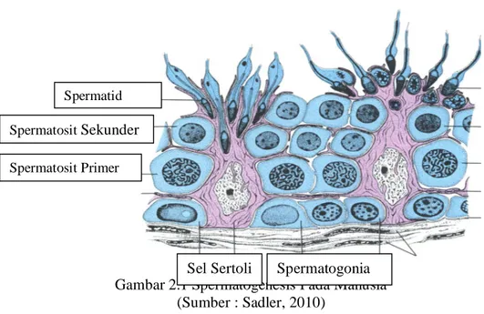 Gambar 2.1 Spermatogenesis Pada Manusia  (Sumber : Sadler, 2010) 