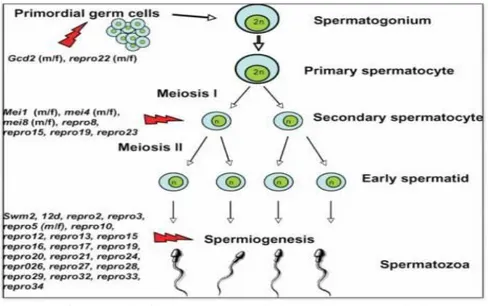 Gambar 2.2 Spermatogenesis Mencit (Mus Musculus)  (Sumber : Pramesemara, 2010) 