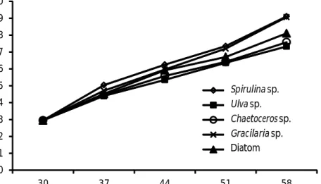 Gambar 2. Pola  pertumbuhan panjang  cangkang  larva abalon  H.  squamata yang diberi pakan percobaan.