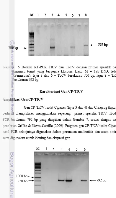 Gambar  5 Deteksi RT-PCR TICV dan ToCV dengan primer spesifik pada 