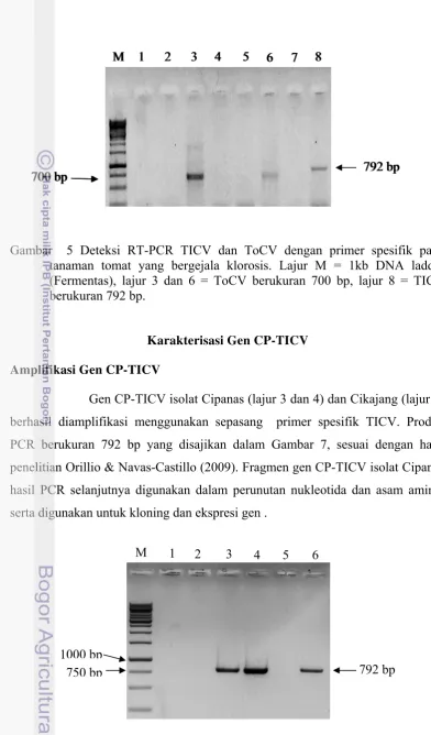 Gambar  5 Deteksi RT-PCR TICV dan ToCV dengan primer spesifik pada 