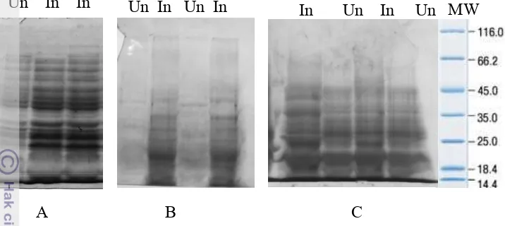 Gambar  11 Optimasi ekspresi protein CP TICV pada beberapa suhu ( 20 °C (A), 