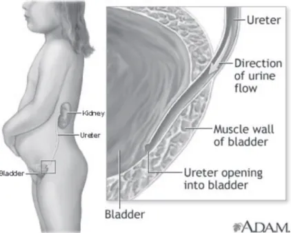Gambar 1.  Anatomi dan histologi daerah ureter-vesika urinaria.