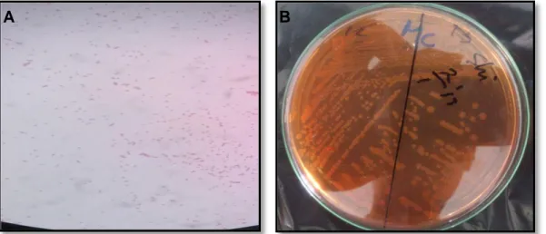 Gambar 1. Hasil identifikasi umum dan identifikasi khusus bakteri uji.  
