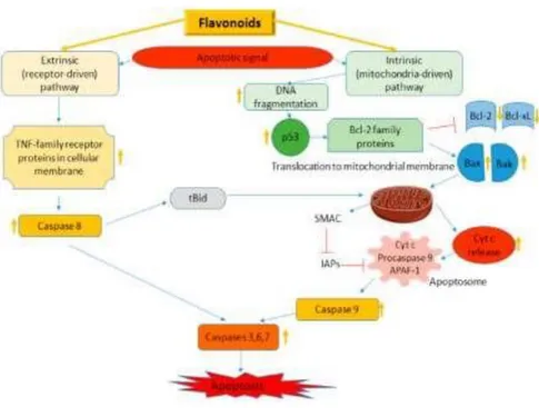 Gambar 4. Mekanisme Kerja Flavonoid dalam Apoptosis Sel (Kopustinskiene dkk., 2020 )  Telah  banyak  dibuktikan  bahwa  flavonoid  memiliki 