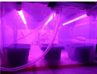Figure 3.7  Picture of (a) Position of grow light (b) Grow light used for the plants 
