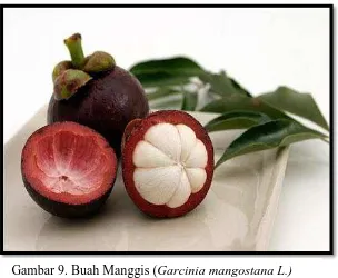 Gambar 9. Buah Manggis (Garcinia mangostana L.) 