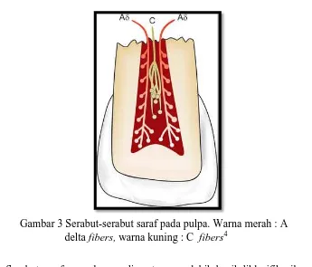 Gambar 3 Serabut-serabut saraf pada pulpa. Warna merah : A delta warna kuning : C  4 