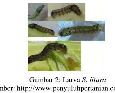 Gambar 2: Larva S. litura 