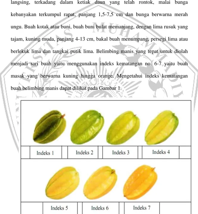 Gambar 1. Indeks kematangan Buah Belimbing Manis (FAMA,2005). 