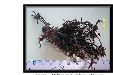Gambar 1. Makroalga Gelidium latifolium  Sumber: Dokumentasi pribadi 