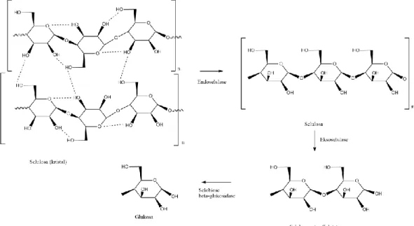 Gambar 6. Mekanisme hidrolisis selulosa oleh enzim selulase  (Ikram, 2005). 