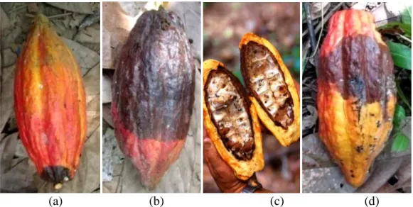 Gambar 1. Gejala penyakit busuk buah kakao (a) Gejala penyakit busuk pangkal   buah kakao (b) gejala pada buah bagian tengah (c) gejala sudah mulai   meluas (d) biji menjadi mumi (Sumber: Rubiyo, 2013) 