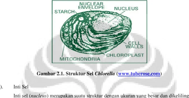 Gambar 2.1. Struktur Sel Chlorella (www.tuberose.com)  