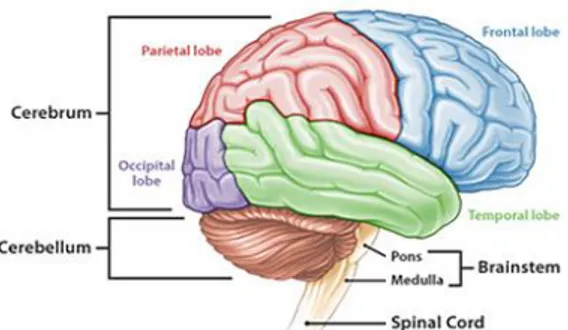 Gambar 2.1 : Anatomi otak  1)  Otak besar (cerebrum) 