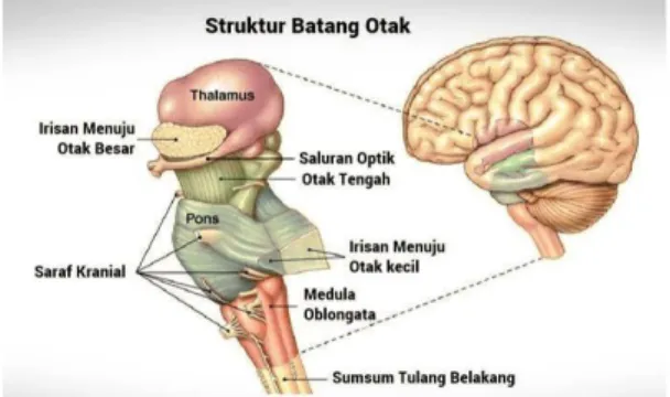 Gambar 2.3 : Batang otak  Batang Otak terdiri dari tiga bagian, yaitu: 