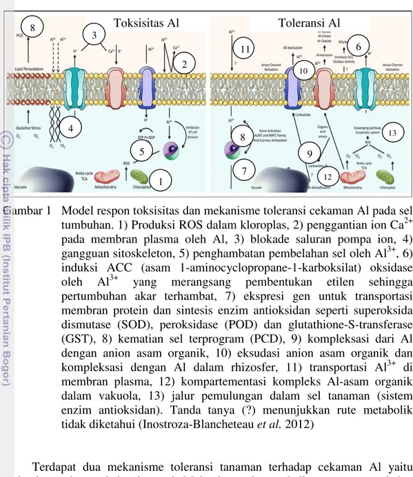 Gambar 1   Model respon toksisitas dan mekanisme toleransi cekaman Al pada sel  tumbuhan