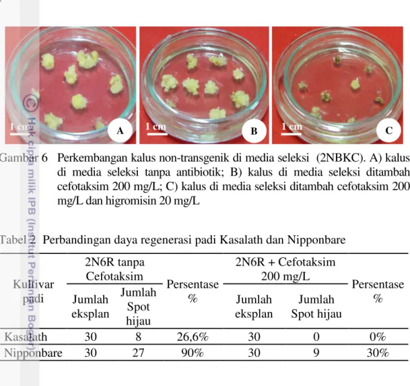 Gambar 6  Perkembangan kalus non-transgenik di media seleksi  (2NBKC). A) kalus  di  media  seleksi  tanpa  antibiotik;  B)  kalus  di  media  seleksi  ditambah  cefotaksim 200 mg/L; C) kalus di media seleksi ditambah cefotaksim 200  mg/L dan higromisin 20 mg/L 