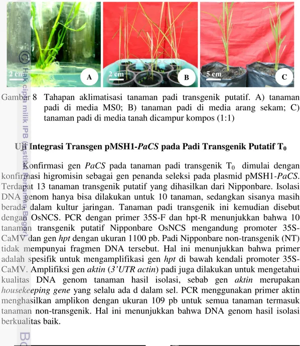Gambar 8  Tahapan  aklimatisasi  tanaman  padi  transgenik  putatif.  A)  tanaman  padi  di  media  MS0;  B)  tanaman  padi  di  media  arang  sekam;  C)  tanaman padi di media tanah dicampur kompos (1:1) 