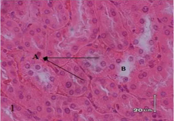 Gambar  3.  Struktur  histologis  ginjal  tikus  putih  jantan  normal.  Terlihat  tubulus distal (A) dan tubulus proksimal (B) (H&amp;E, 400x.)