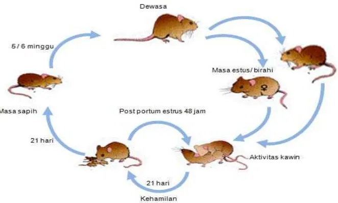 Gambar 1. Siklus hidup tikus sawah (Rattus argentiventer) Sumber : B2PTP, 2011  