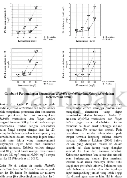 Gambar 6 Perbandingan kemampuan Hydrilla verticillata dan Najas indica dalam 