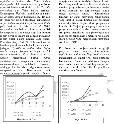 Gambar 4. Pengaruh waktu terhadap kemampuan Hydrilla verticillata dan  Najas 