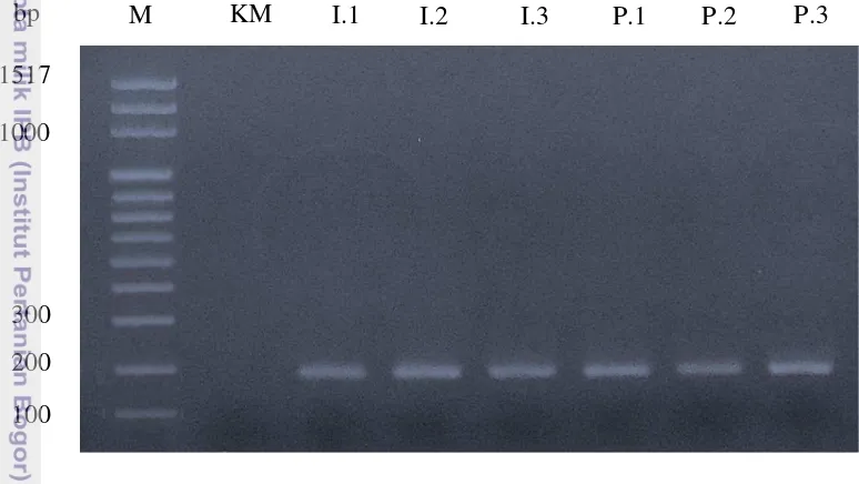 Gambar 12 Amplifikasi PCR β-aktin mRNA dari organ mandibular kepiting 