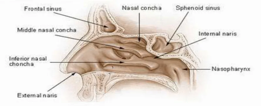 Gambar 2.2 Anatomi hidung bagian dalam  2.1.2 Definisi 
